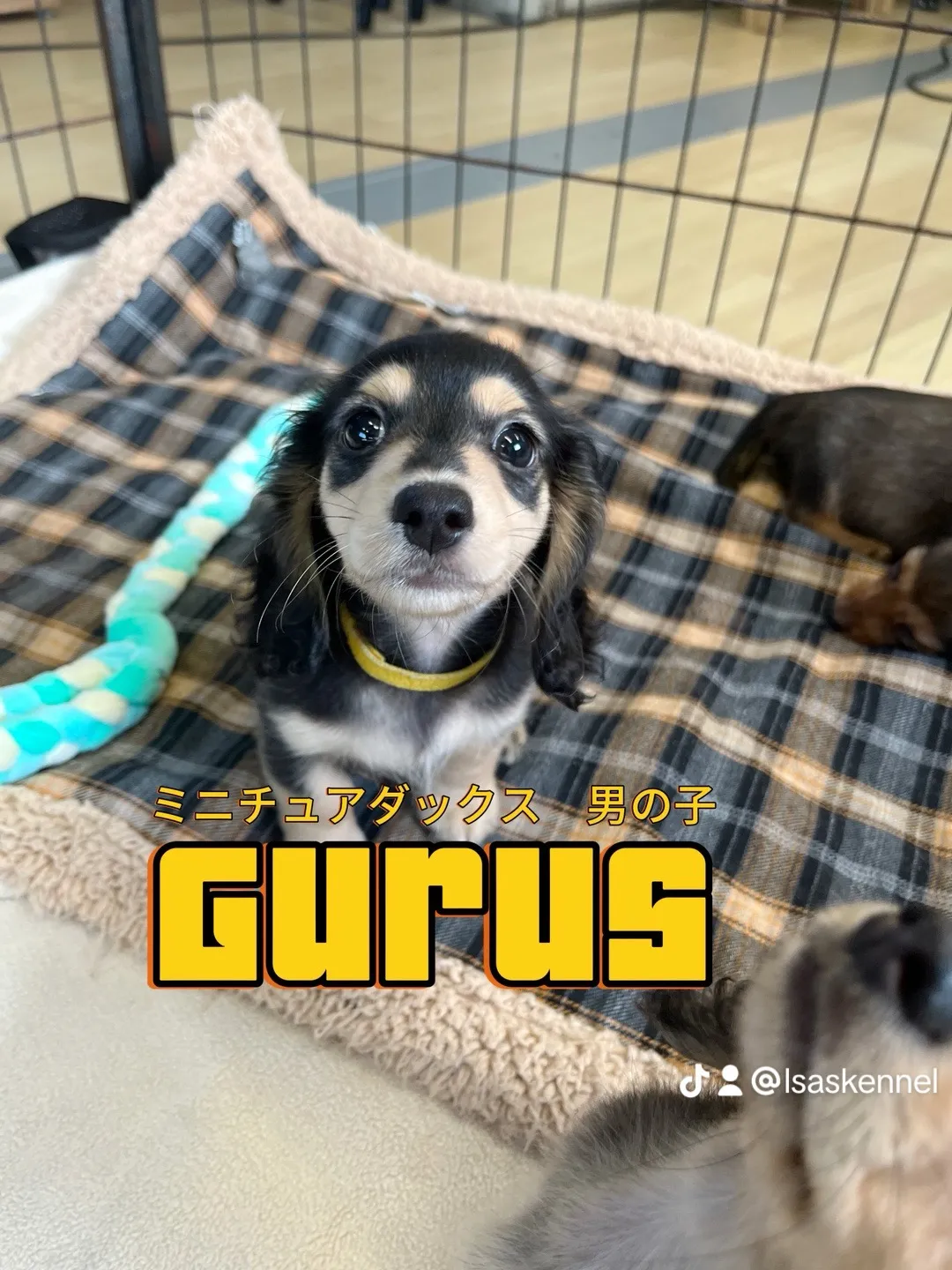 ブラックイエロー♂「Grusu」