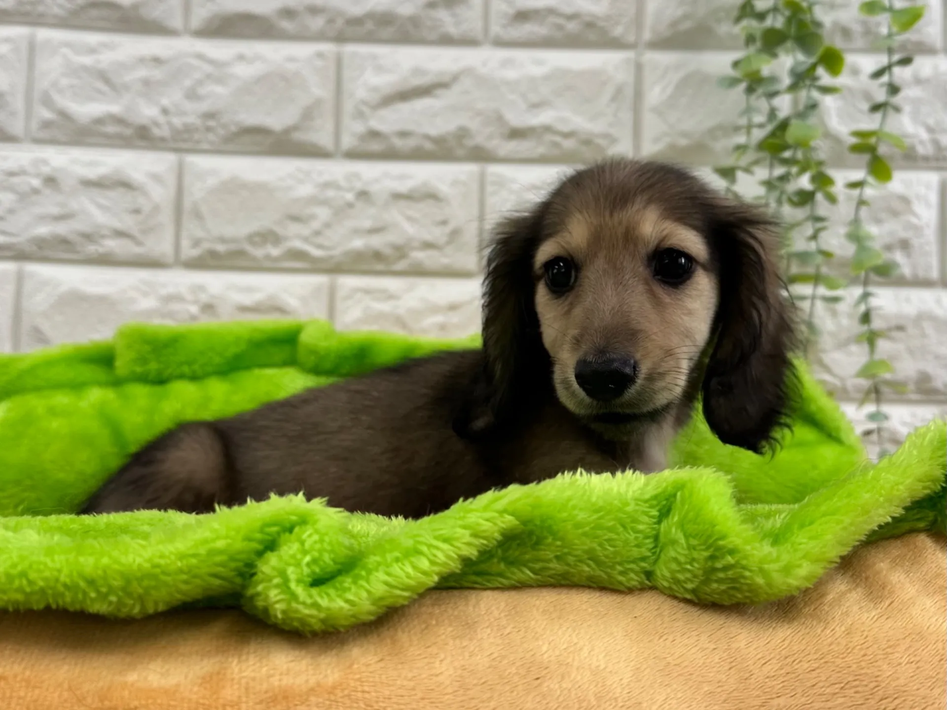 シェーデットイエローの女の子　ご家族募集中！