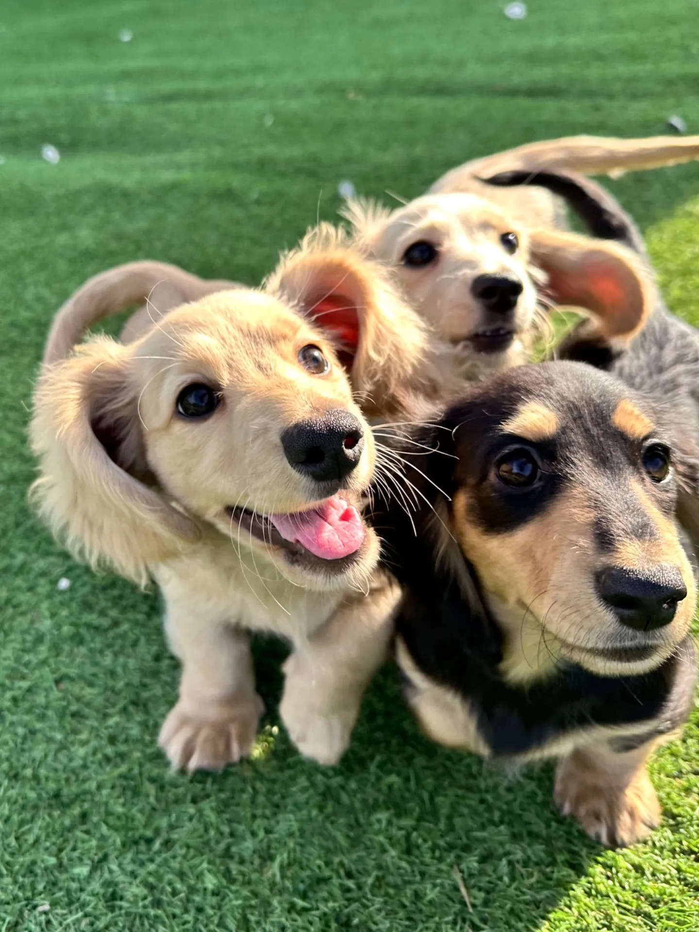 ドッグランデビュー💚