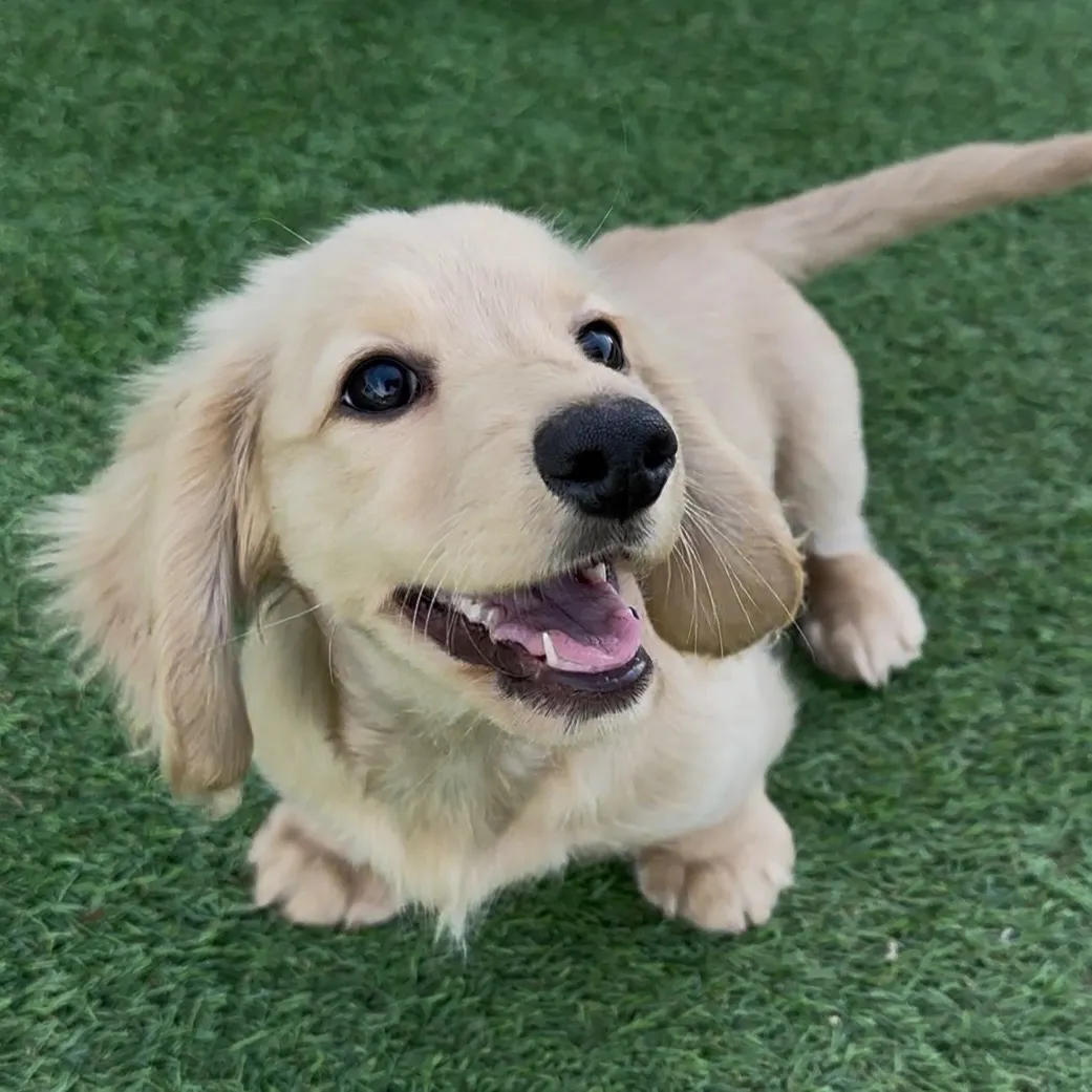 イエローの男の子　ご家族募集中！